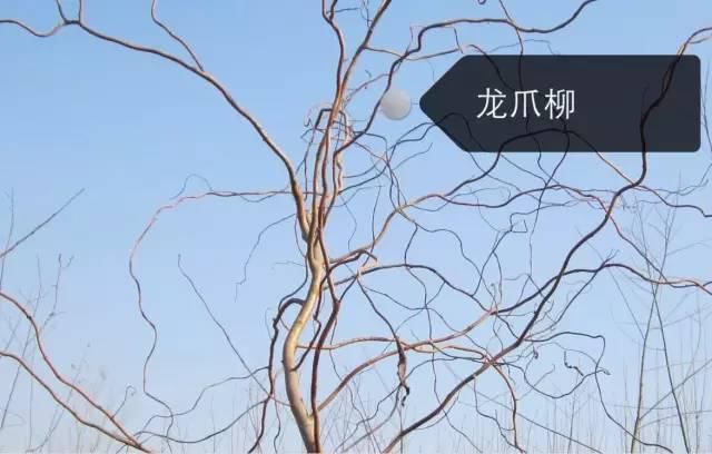 150种常见植物及花卉，你认识几个？