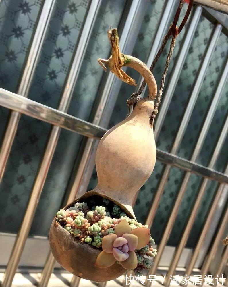 叶插|用葫芦种多肉，一养就是三年，邻居给钱都不卖