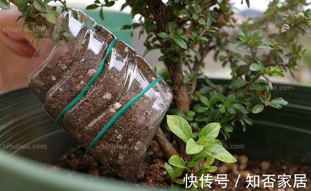 小孔|废弃的塑料瓶子,经过简单的加工处理就是非常好的养花材料