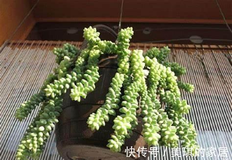 养花试试这几款,叶片就像一个个小葡萄,生命力旺盛