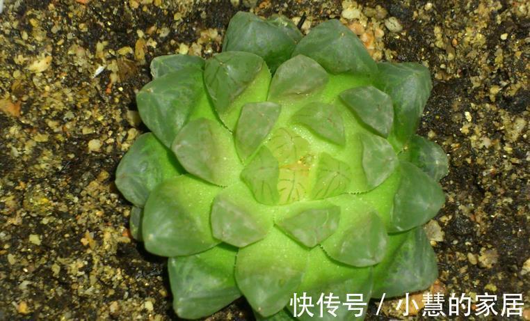 茂盛|多肉摘叶子好处多,茎干木质得快,盆栽养成老桩更容易
