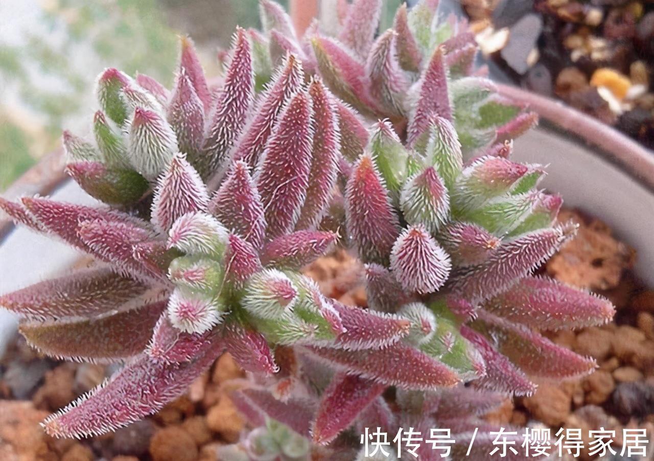 宝贝|多肉新手套餐中收获的宝贝绒针,一年就变成直立老桩,越看越喜欢