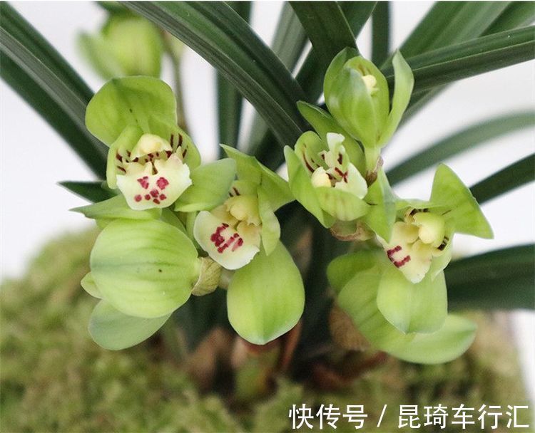 此花鲜艳、漂亮、斑谰雅洁、好养,养在客厅美极了,四季开花