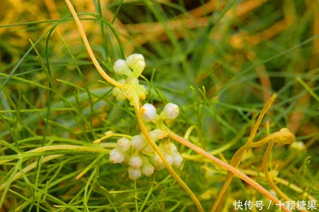 农村这野草价值很珍贵,如今要20元一斤,遇到请珍惜