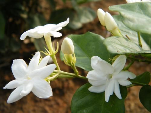 茉莉花|养花试试这几款，虽然它的花不漂亮，但叶子一年四季都是油绿的