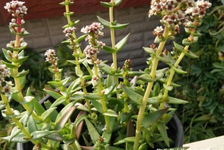 多肉赤鬼城开花怎么办?它开花并不会死,所以我们有多种选择