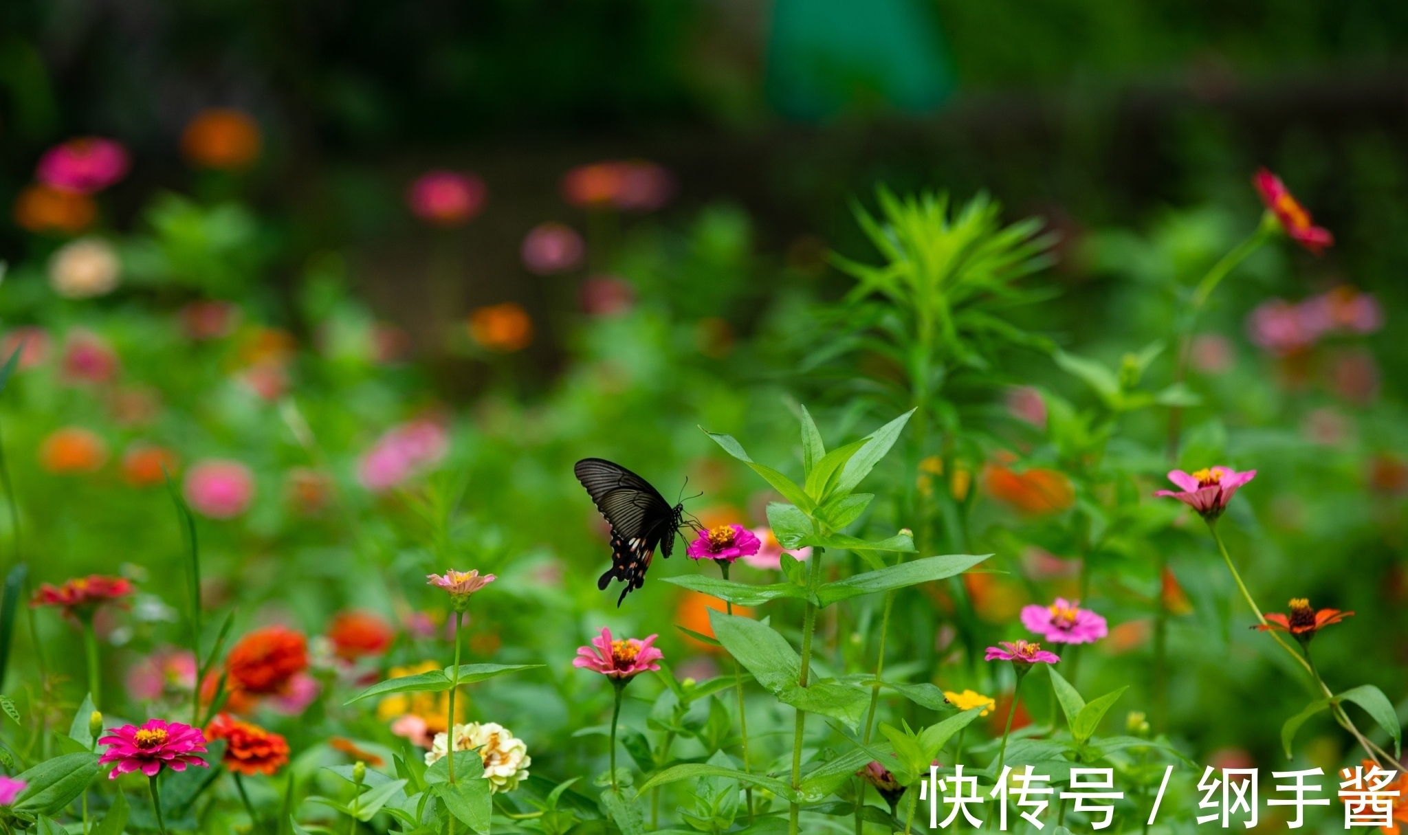 美好的生活|2月份与财有缘，财神庇佑的生肖