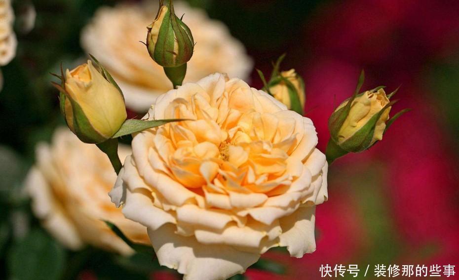  根系腐烂|快速解决栀子花、绿萝、吊兰、发财树烂根黄叶难题？1招搞定