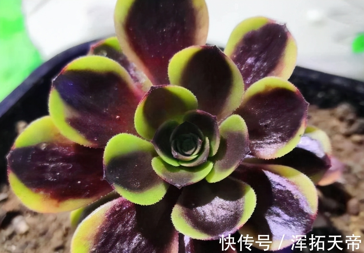 法师系多肉中可以称王的9个品种,了解一下,喜欢就可以放心养