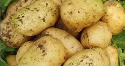 张晔|1土豆胜10苹果!降血脂、降血压、控血糖!3种吃法,功效翻倍