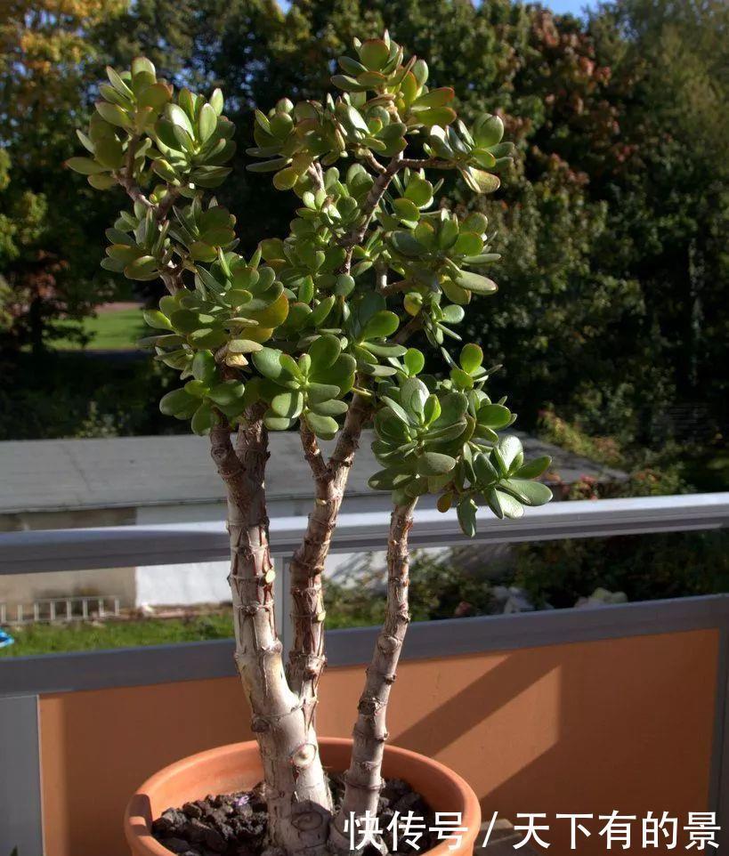 冬天最冷的时候,这5种花不要放室外,否则冻成腌菜了