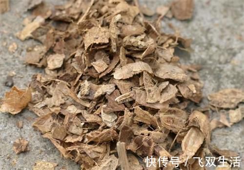 养君子兰,在盆里下“猛料”,叶绿根肥,年年开花收不住