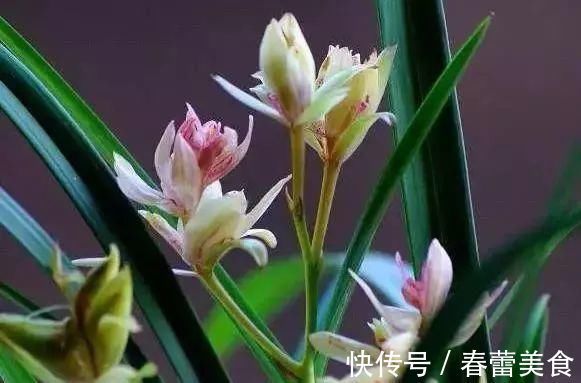 家人|最适合家人养的四种花,健康长寿又养心!