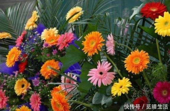 盆栽|家里养上这“3种花”,什么甲醛、灰尘都少了,空气轻松变洁净