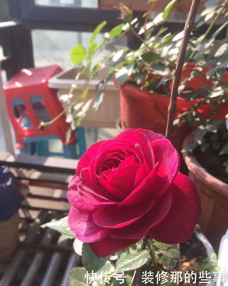  5种花深受花友的喜欢，开花爆盆很简单，对待新手很友好