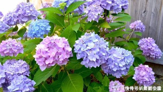 无尽夏|如果我有小院,一定会养这“3种花”,让小院变花园,年年看花