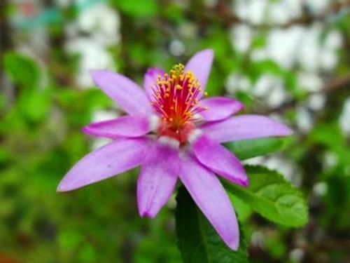 此花被称为 树上的睡莲 养护好全年叶片常绿 四季开花 粉紫色