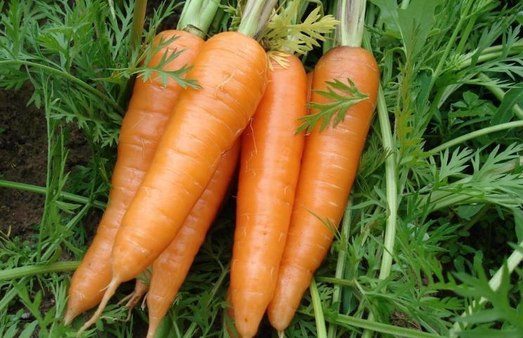 长寿|肝不好，人难长寿！3种养肝食物不妨多吃，肝脏会“感谢”你