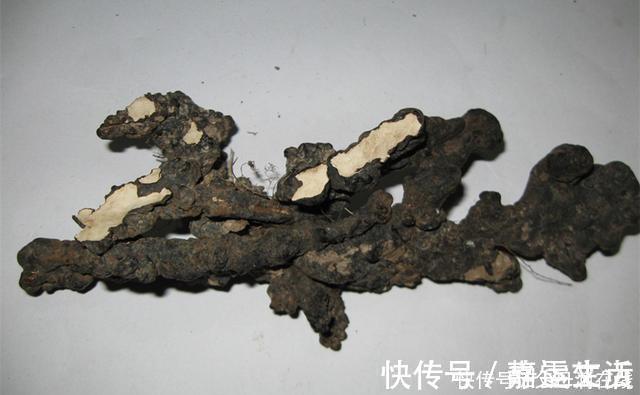 猪苓|有一味中药取名不太雅,善于利水祛湿,去湿气诸药“无如此快”