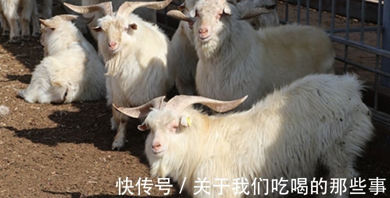 喜欢吃羊肉，认准6个产地，肉质鲜嫩无膻味，香浓不油，贵也值得