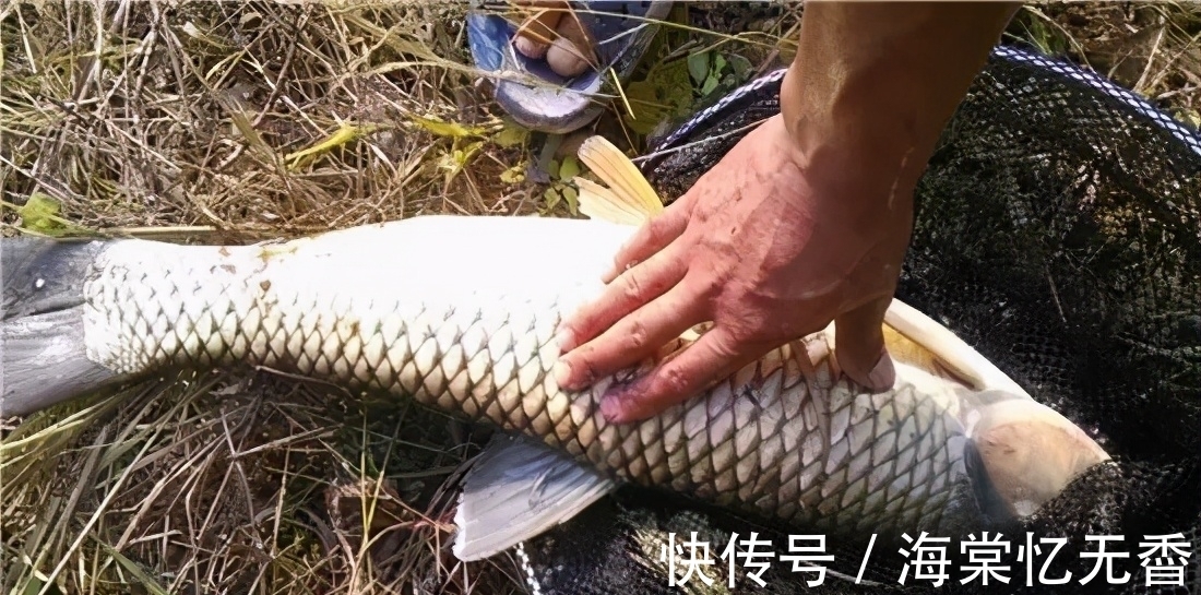 玉米粒|为什么玉米粉比玉米粒更适合钓鱼,看玉米粉饵的制作方法就明白了