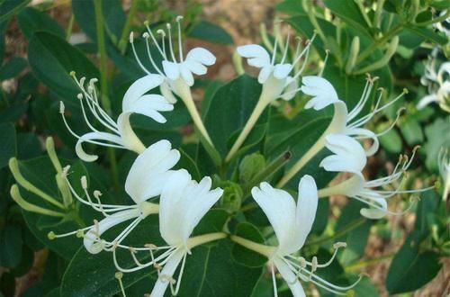 家里养花选它,沾土就能活,比桂花香10倍,开花200天以上!