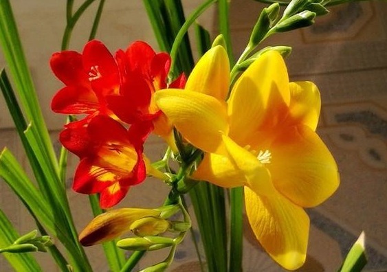 3种兰花，人称“天然香水”，比茉莉更香，比绿萝好养，飘香十里