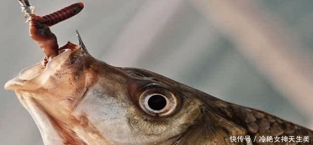 鲫鱼鲤鱼不咬钩只要在饵料中加点它,压根不担心没鱼上钩!