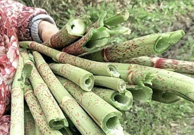 杂草|这种野草农民却当杂草除掉,吃过的人终身难忘,如今越来越少了
