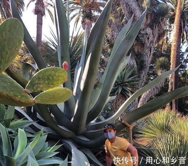 原以为龙舌兰是小家碧玉,没想到竟然可以长这么高!