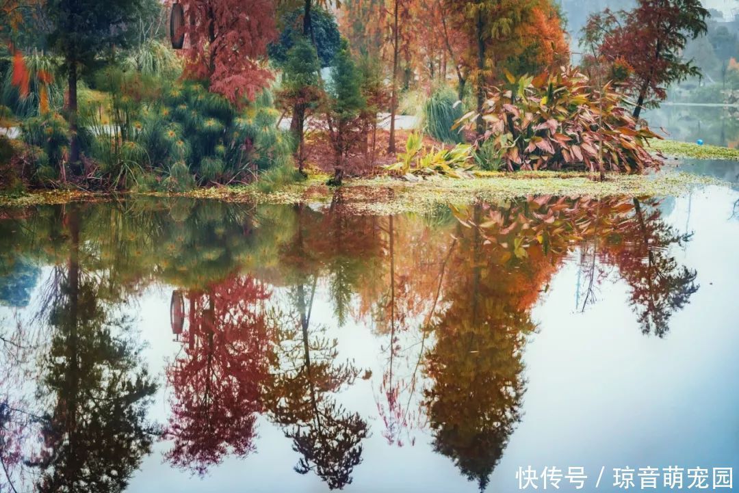 重阳诗|1000年来最动人的一首重阳诗,入选课本,28个字流传千古