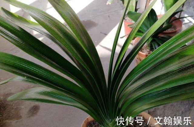 为什么盆栽君子兰长势不佳找准这3方面原因,叶片突突长不停