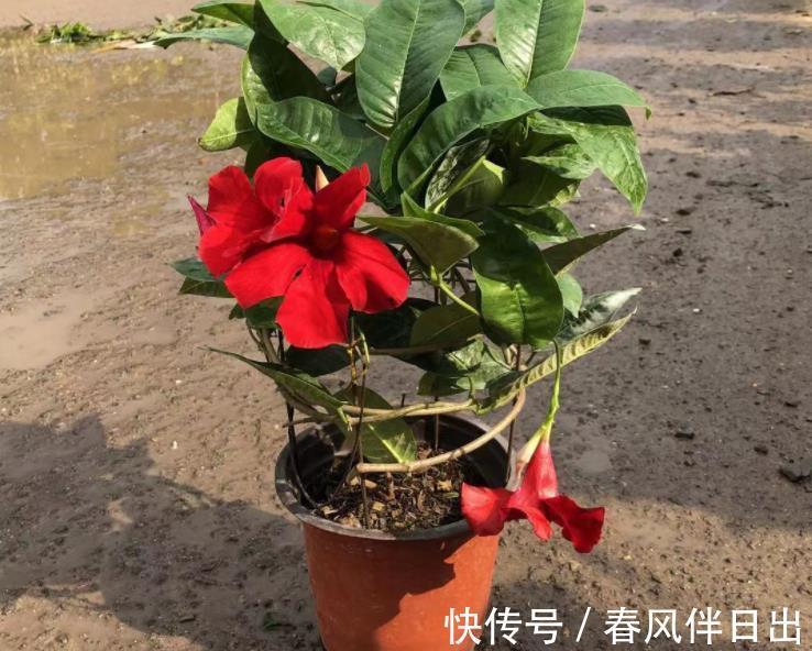 夏日|天越来越热，养花就选它，夏日不怕晒，突突开花，不能错过！