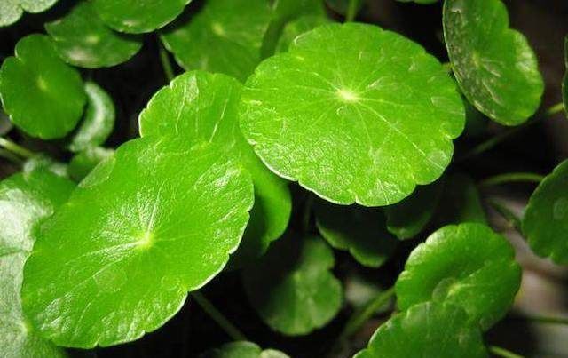 最好养的4种花,掐根枝条就能活,你养不活的话只能说你不会养