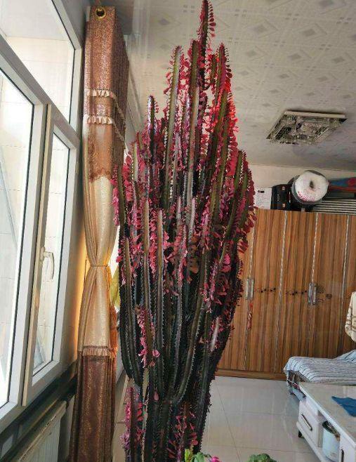 10种“吉利花”,“穷养”才能长大,越挤越壮实,越大越“旺家”