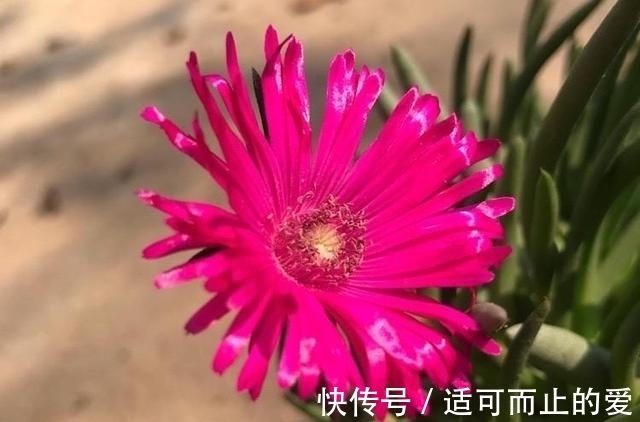 多肉|这两款多肉常年碧绿，花色鲜艳花期长，没有人嫌弃还好养