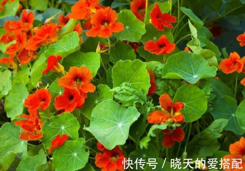 阳台|有个小阳台，养棵爬藤花，皮实好养绽放整个秋天，开出花瀑布