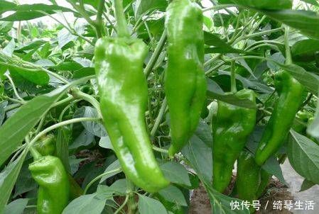 碱性食物|常吃此几类水果蔬菜,有效加强记忆,改善睡眠,爱吃的人有福了!