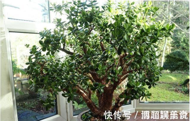 整形|教你几个“小诀窍”，轻松把玉树养成“老桩”，枝繁叶茂开花多