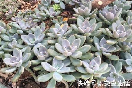 多肉十大美人 太阳一晒脸就红 胖成球的最好看 粉紫色 多肉十大美人 太阳一晒脸就红 胖成球的最好看 粉紫色