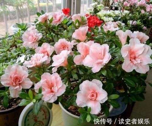 黄叶|北方养花爱黄叶去厨房找点“酸水”,比硫酸亚铁还好用