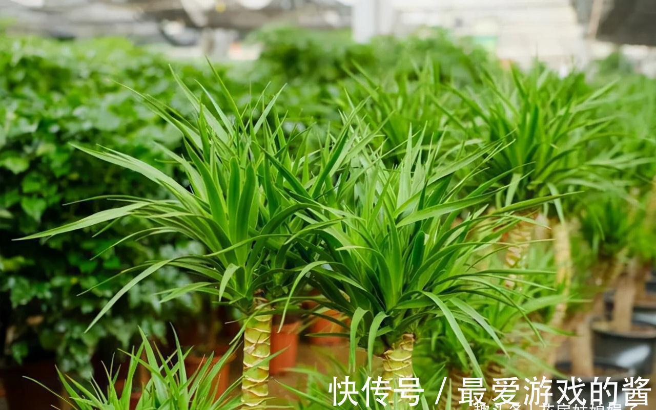 进入秋冬季,客厅就养这10种花,大气又美观,越看越喜欢