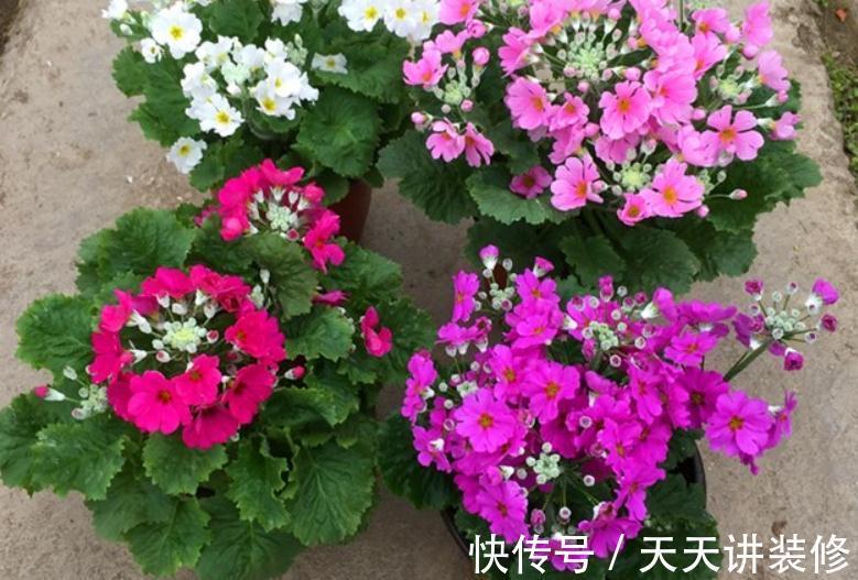开花期|新人养花很容易上手的报春花,盆栽注意5点,开花又多又美