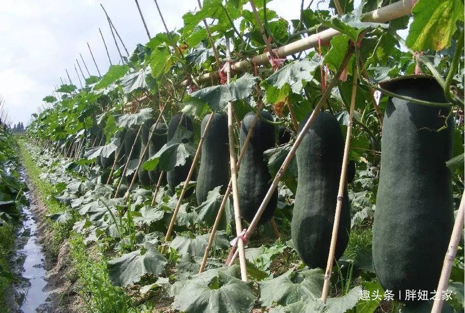 代茶饮|冬瓜皮、冬瓜瓤、冬瓜叶，冬瓜藤的有什么用，赶紧点开看看吧！