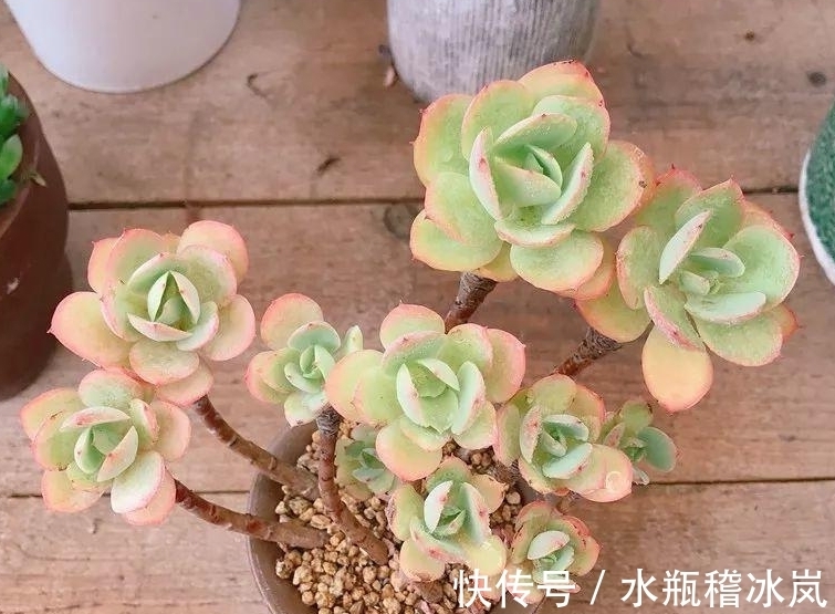 几款容易变成老桩的多肉，为什么自家的多肉经常牺牲，与品种有关