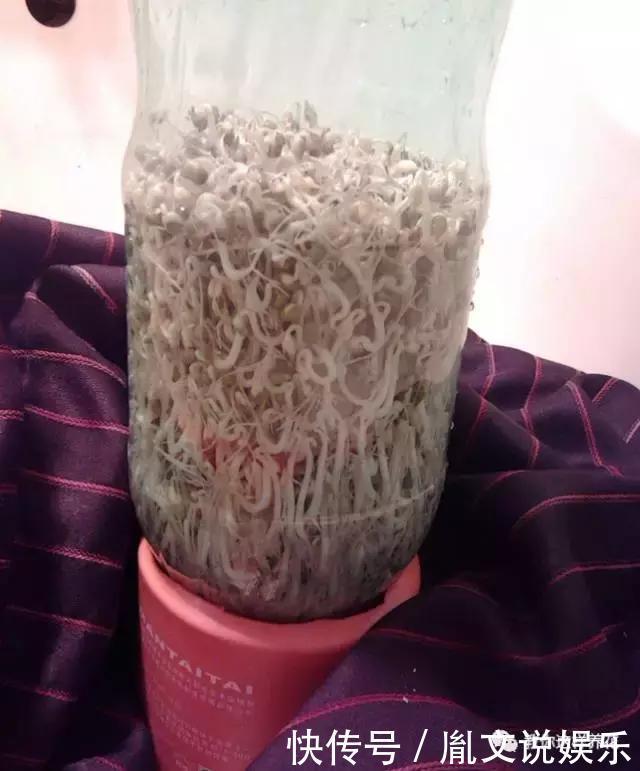 塑料瓶别扔了,用来养花真是神器!可别浪费了!