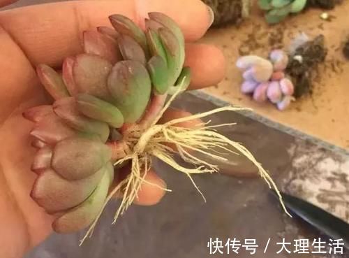 草木灰|多肉养根篇：往盆底放些“它们”，叶子肥成球，根须挤满盆