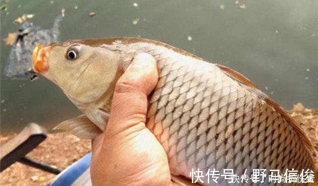 不是跟你吹,大鲤鱼一见这饵就狂咬,莫忽视,十有八九你不知
