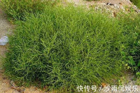 春天里|被忽视的高级野味,其貌不扬却营养丰富,如今很抢手一斤15元