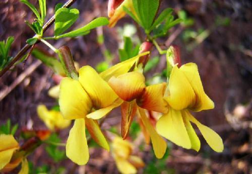 金光|喜欢菊花，不如养盆精品名花金雀花，花开金光闪耀，如金丝雀般